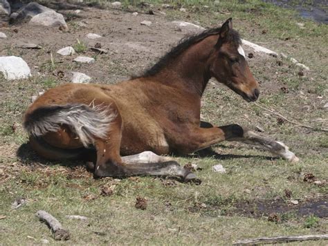 how do horses lay down